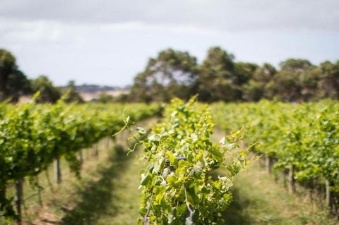 Phillip Island Wine Experience Tour - Goulburn Accommodation 0