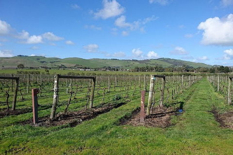Phillip Island Wine Experience Tour - Goulburn Accommodation 4