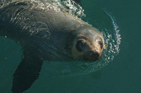 Phillip Island Seal-Watching Cruise - Goulburn Accommodation 1