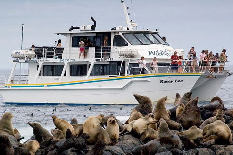 Phillip Island Seal-Watching Cruise - Goulburn Accommodation 0