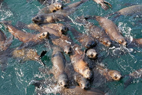 Phillip Island Seal-Watching Cruise - Goulburn Accommodation 7