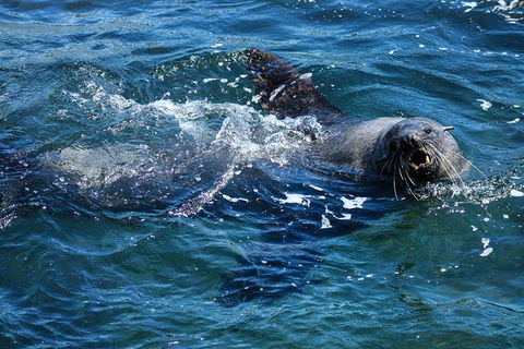 Phillip Island Seal-Watching Cruise - Goulburn Accommodation 4