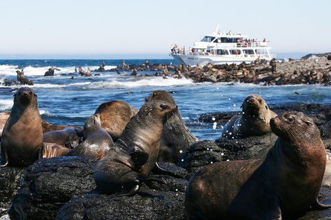 Phillip Island Seal-Watching Cruise - Goulburn Accommodation 2