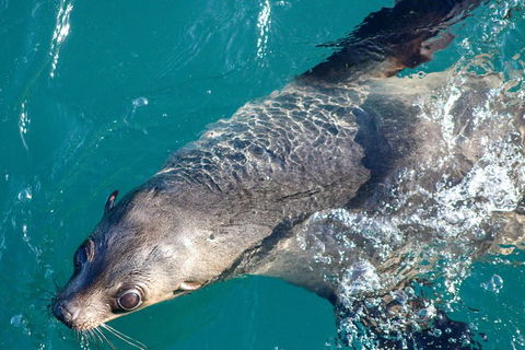 Phillip Island Seal-Watching Cruise - Goulburn Accommodation 8