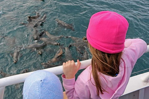 Phillip Island Seal-Watching Cruise - Goulburn Accommodation 3