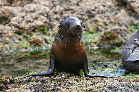 Phillip Island Seal-Watching Cruise - Goulburn Accommodation 5