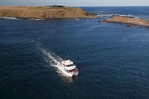 Phillip Island Seal-Watching Cruise - Goulburn Accommodation 6