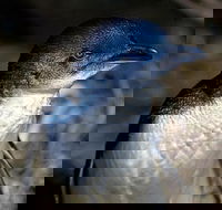 Bonnet Island Experience departing from Strahan - Goulburn Accommodation