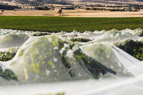 A Sommelier Guided Tour: Thursday Afternoon Wine Gin Cheese & Cocktails - Goulburn Accommodation 5