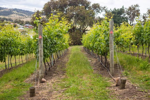 A Sommelier Guided Tour: Thursday Afternoon Wine Gin Cheese & Cocktails - Goulburn Accommodation 3