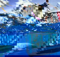 White Shark Tour with Optional Cage Dive from Port Lincoln - Goulburn Accommodation