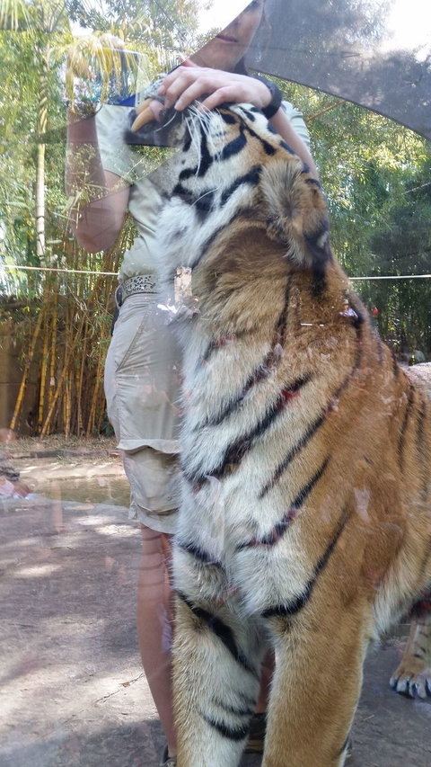 Croc Express To Australia Zoo From Brisbane - Goulburn Accommodation 4