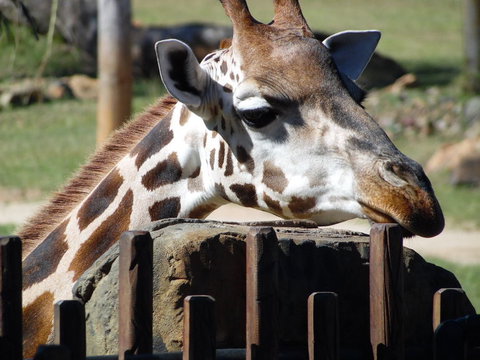 Croc Express To Australia Zoo From Brisbane - Goulburn Accommodation 2