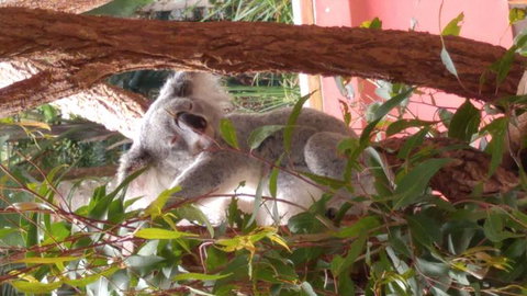 Croc Express To Australia Zoo From Brisbane - Goulburn Accommodation 3