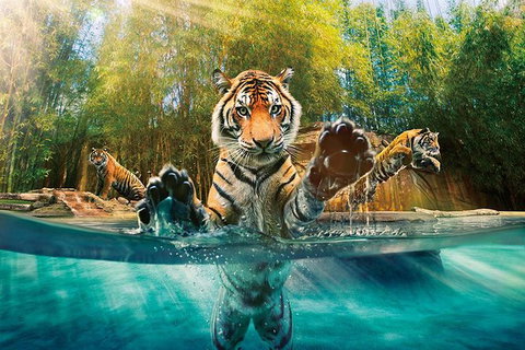 Croc Express To Australia Zoo From Brisbane - Goulburn Accommodation 11