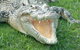 Croc Express To Australia Zoo From Brisbane - thumb 10