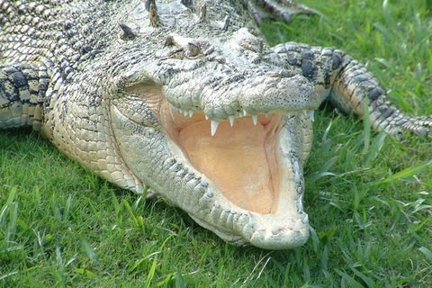 Croc Express To Australia Zoo From Brisbane - Goulburn Accommodation 10