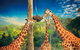 Croc Express To Australia Zoo From Brisbane - thumb 8