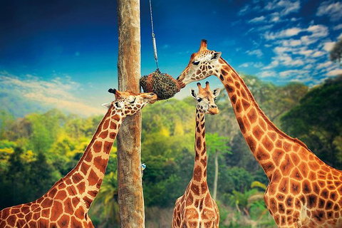 Croc Express To Australia Zoo From Brisbane - Goulburn Accommodation 8