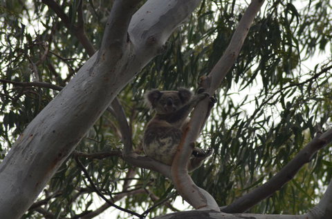 North Stradbroke Island Day Trip From Brisbane - Goulburn Accommodation 11