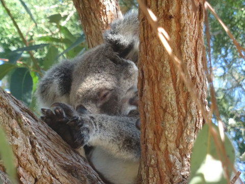 North Stradbroke Island Day Trip From Brisbane - Goulburn Accommodation 23
