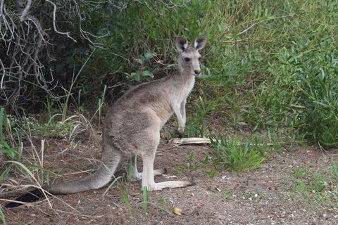 North Stradbroke Island Day Trip From Brisbane - Goulburn Accommodation 13