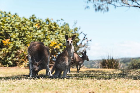 North Stradbroke Island Day Trip From Brisbane - Goulburn Accommodation 40