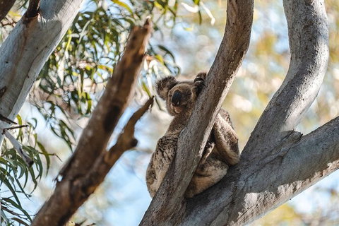North Stradbroke Island Day Trip From Brisbane - Goulburn Accommodation 27
