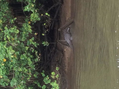 Cape Tribulation, Mossman Gorge, And Daintree Rainforest Day Trip From Cairns Or Port Douglas - Goulburn Accommodation 5