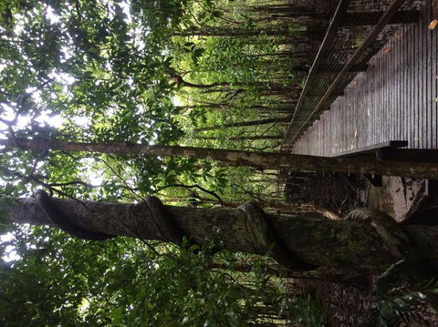 Cape Tribulation, Mossman Gorge, And Daintree Rainforest Day Trip From Cairns Or Port Douglas - Goulburn Accommodation 2
