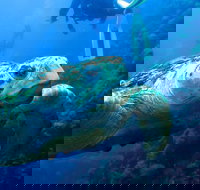 Scuba Dive the S.S. Yongala Wreck on the Great Barrier Reef. - Goulburn Accommodation