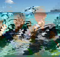 Ocean Spirit Michaelmas Cay Dive and Snorkel Cruise from Palm Cove - Goulburn Accommodation