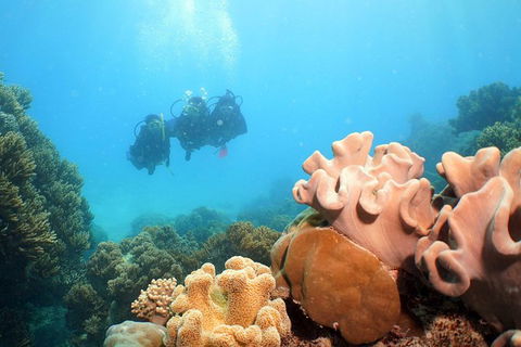 Ocean Spirit Michaelmas Cay Dive And Snorkel Cruise From Palm Cove - Goulburn Accommodation 9