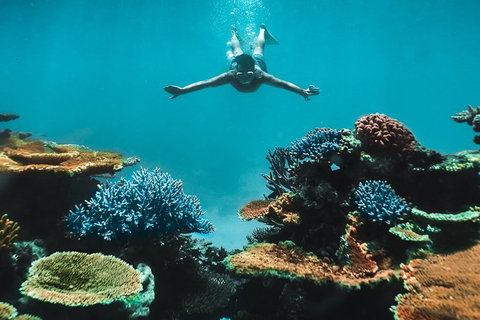 Great Barrier Reef Cruise From Townsville Or Magnetic Island - Goulburn Accommodation 11