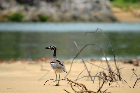 1770 Coastline Tour By LARC Amphibious Vehicle Including Picnic Lunch - Goulburn Accommodation 11