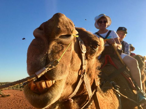 Uluru Small-Group Tour By Camel At Sunrise Or Sunset - Goulburn Accommodation 7