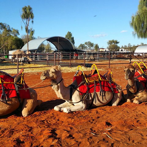 Uluru Small-Group Tour By Camel At Sunrise Or Sunset - Goulburn Accommodation 15