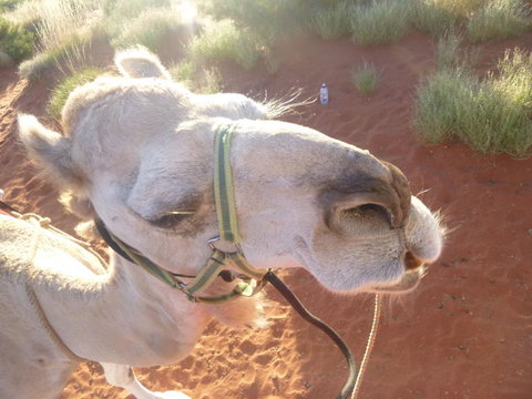Uluru Small-Group Tour By Camel At Sunrise Or Sunset - Goulburn Accommodation 10