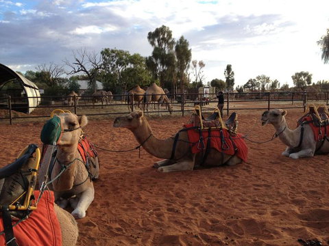 Uluru Small-Group Tour By Camel At Sunrise Or Sunset - Goulburn Accommodation 24