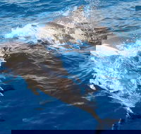 Port Stephens Day Tour From Sydney Including 4WD Sandboarding and Dolphins - Goulburn Accommodation