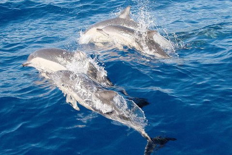Port Stephens Day Tour From Sydney Including 4WD, Sandboarding And Dolphins - Goulburn Accommodation 0