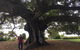 Private Tour: Half-Day Iconic Sydney - thumb 25