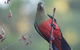 Inside The Greater Blue Mountains World Heritage - A Wildlife Safari Overnight - thumb 16
