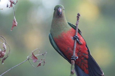 Inside The Greater Blue Mountains World Heritage - A Wildlife Safari Overnight - Goulburn Accommodation 16