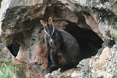 Inside The Greater Blue Mountains World Heritage - A Wildlife Safari Overnight - Goulburn Accommodation 22