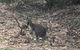 Inside The Greater Blue Mountains World Heritage - A Wildlife Safari Overnight - thumb 30