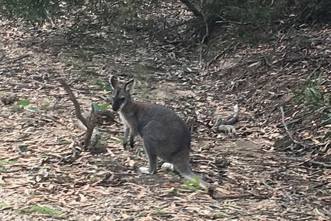 Inside The Greater Blue Mountains World Heritage - A Wildlife Safari Overnight - Goulburn Accommodation 30
