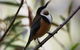 Inside The Greater Blue Mountains World Heritage - A Wildlife Safari Overnight - thumb 32