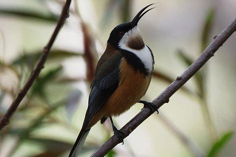Inside The Greater Blue Mountains World Heritage - A Wildlife Safari Overnight - Goulburn Accommodation 32