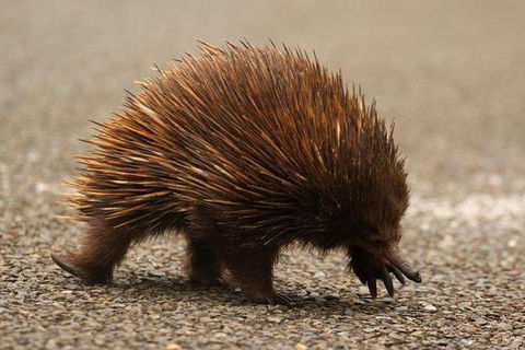 Inside The Greater Blue Mountains World Heritage - A Wildlife Safari Overnight - Goulburn Accommodation 8
